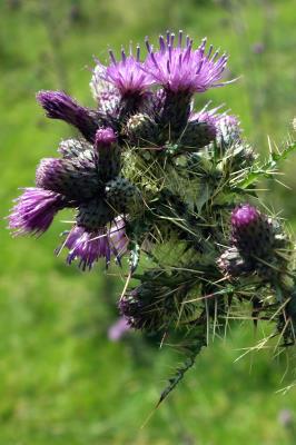 345 THISTLE HEAD.jpg